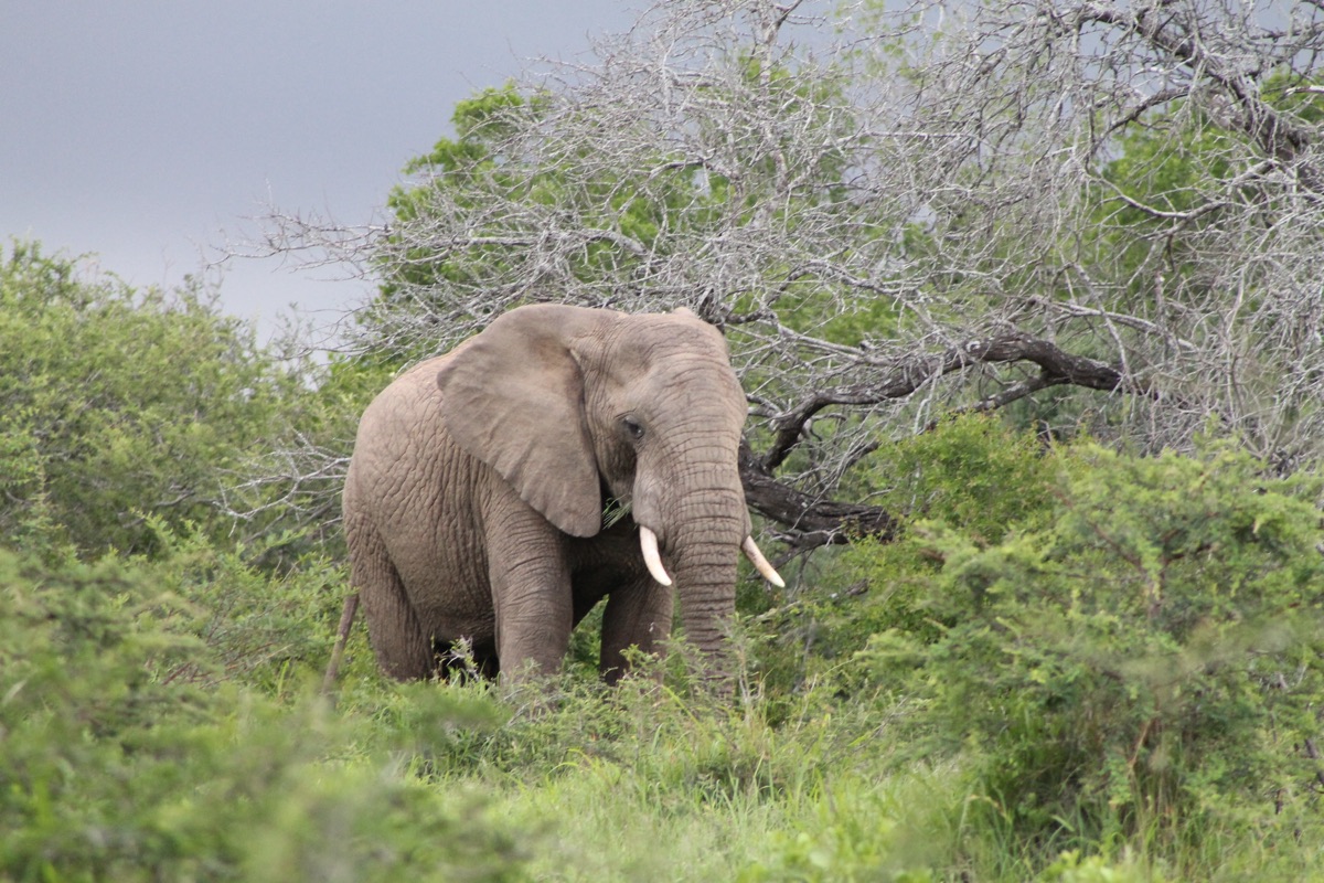 Elephant feeding in green bush