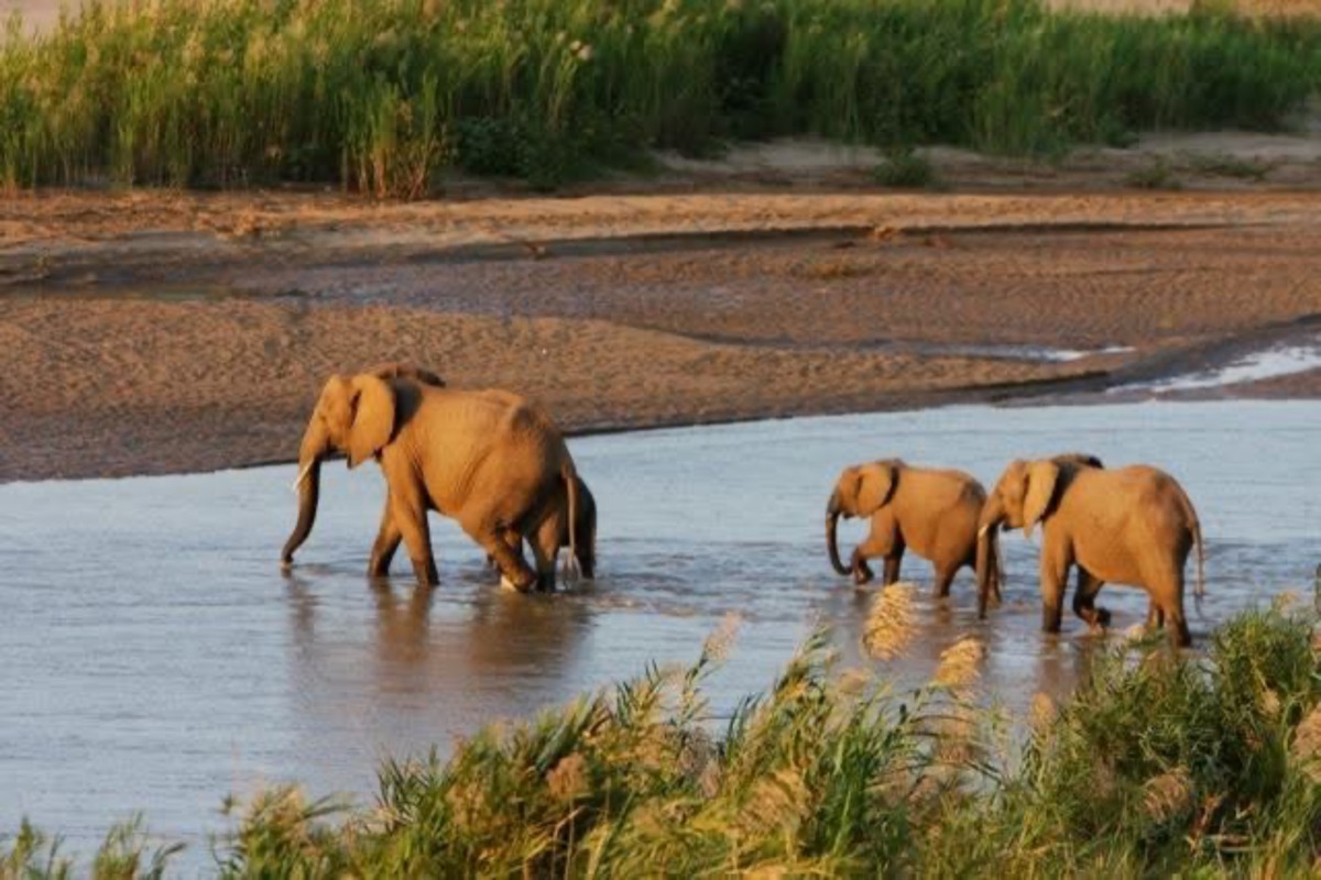 Elephants crossing a river
